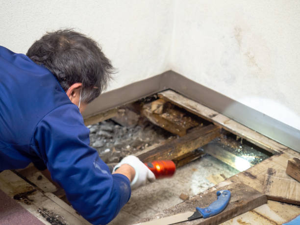 Best Mold Remediation  in Bradford, RI