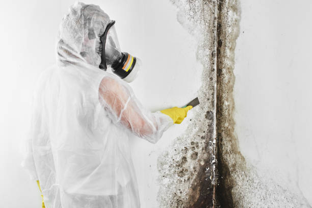 Best Home Mold Removal  in Bradford, RI