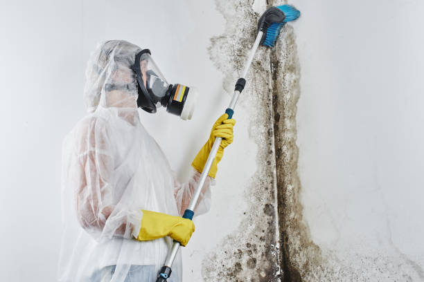Best Mold Remediation  in Bradford, RI
