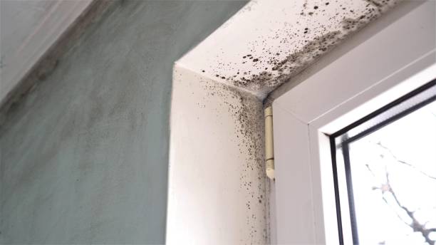 Best Local Mold Removal Service  in Bradford, RI