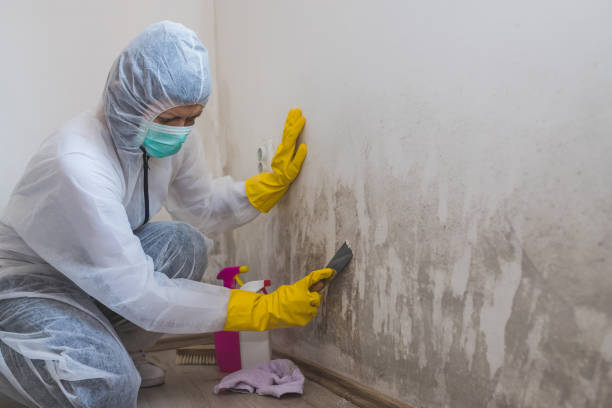 Mold Removal Process in Bradford, RI