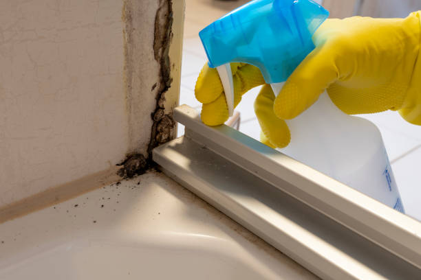 Best Professional Mold Removal  in Bradford, RI