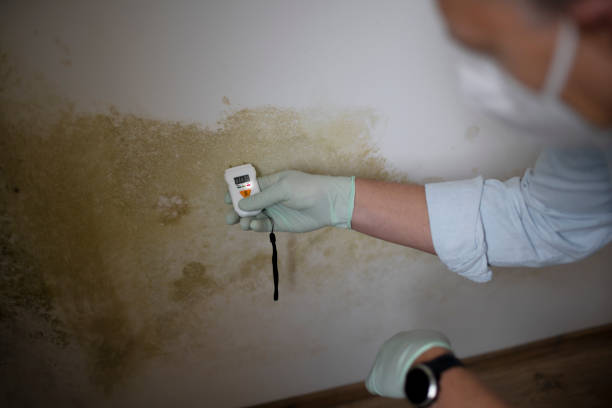 Best Mold Removal Near Me  in Bradford, RI