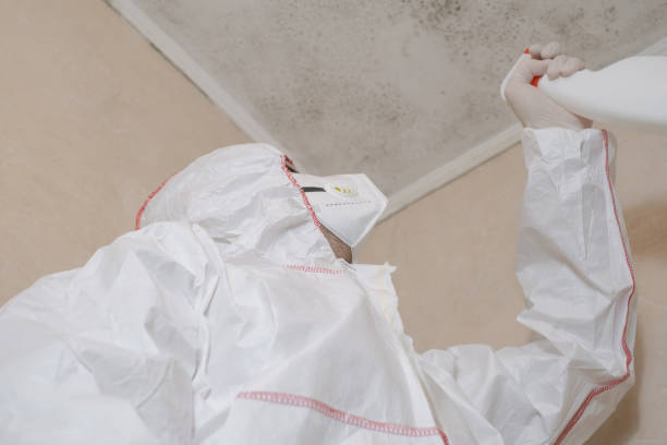 Best Black Mold Removal  in Bradford, RI