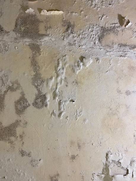 Best Mold Removal Company Near Me  in Bradford, RI