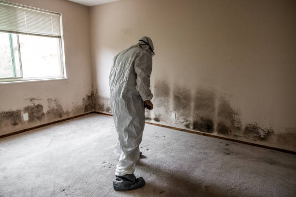 Best Mold Removal Process  in Bradford, RI