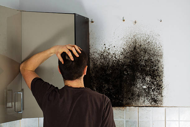 Best Mold Testing  in Bradford, RI